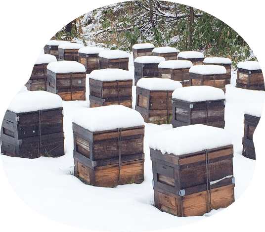 冬の養蜂場